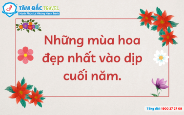 Những mùa hoa đẹp nhất vào dịp cuối năm